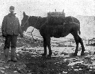 A Miner and His Mule - 