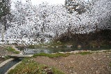 Winter Snow at Soaking Pond - Lisa Nagle