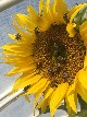 Bees on Sunflower - Sabine Borchers