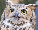 Great Horned Owl - 