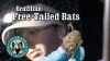 Brazilian Free-Tailed Bats